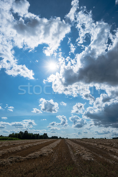 cloudy sky and golden field after harvesting Stock photo © franky242