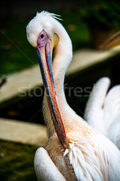 Czyszczenia upierzenie różowy portret głowie dziób Zdjęcia stock © franky242