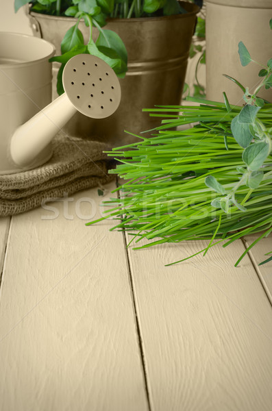 Stock photo: Potted Green Herbs on Sepia