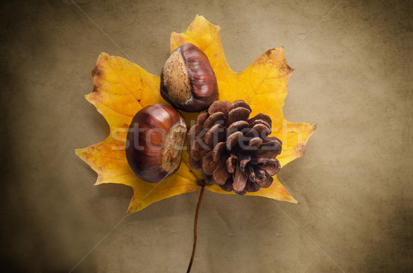 Foto d'archivio: Autunno · flora · vintage · carta · foglia · caduta