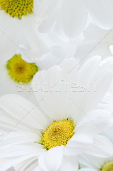White Chrysanthemums Filling Frame Stock photo © frannyanne