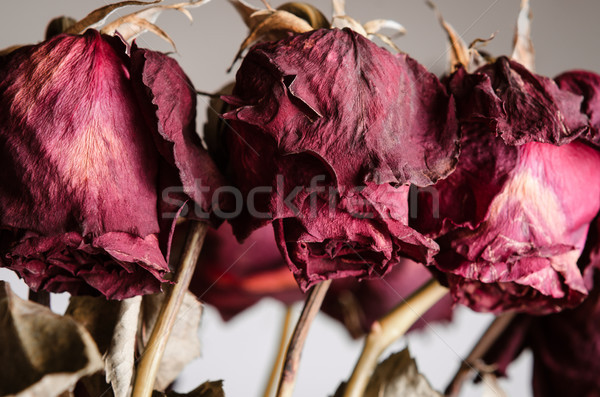 Rose bouquet morts roses rouges fleurs [[stock_photo]] © frannyanne