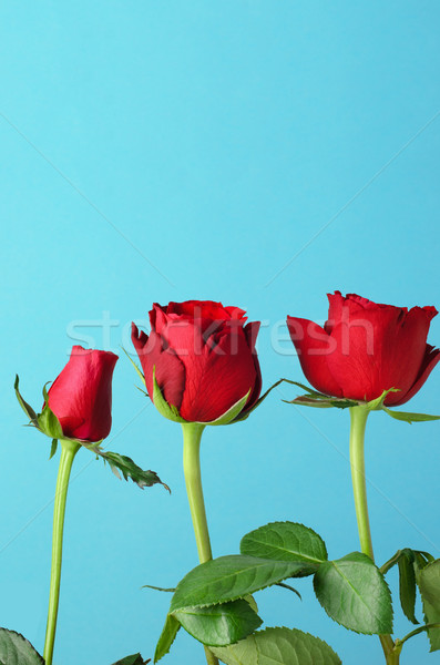 Row of Three Red Roses on Light Blue Background Stock photo © frannyanne