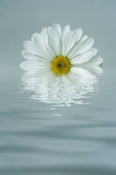 White Flower Reflected in Blue Rippled Water Stock photo © frannyanne