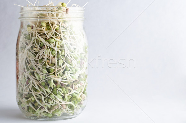 Beans Sprouting in Glass Jar Stock photo © frannyanne