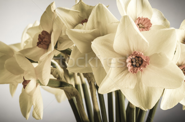 Spring Daffodils - Creamy Hues Stock photo © frannyanne