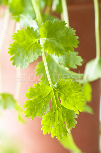 Frischen Koriander Blätter Seite Kraut Stock foto © frannyanne