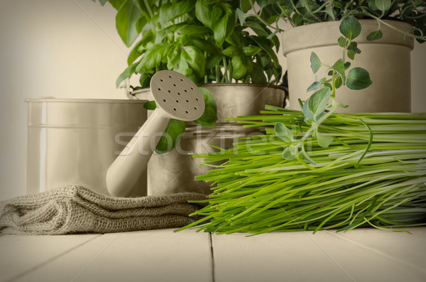 Potted Green Kitchen Herbs on Sepia Stock photo © frannyanne
