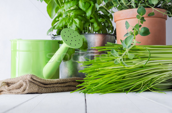 Potted Kitchen Herbs Stock photo © frannyanne