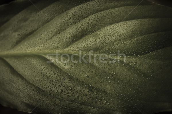 Leaf with Waterdrops Stock photo © frannyanne