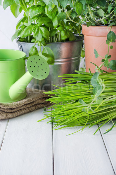 Potted Kitchen Herb Scene Stock photo © frannyanne