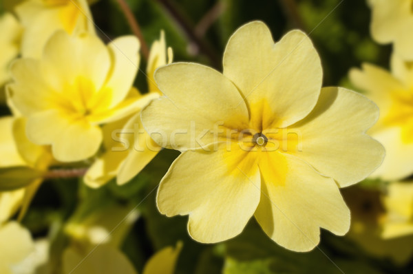 Sarı çuhaçiçeği çiçekler çiçek tok odak Stok fotoğraf © frannyanne
