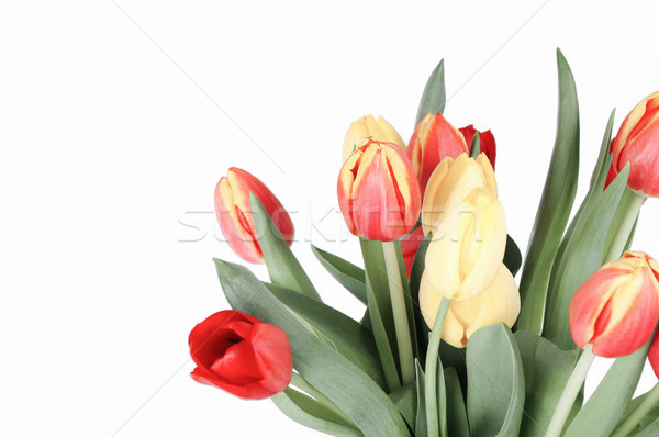 Bunch of Tulips in Red, Cream and Yellow Stock photo © frannyanne