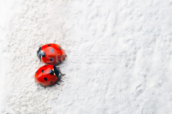 Two Red Ladybirds Facing Opposite Directions on White Stone Surf Stock photo © frannyanne