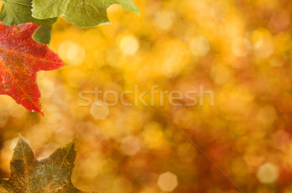 Autumn Leaves Border Stock photo © frannyanne