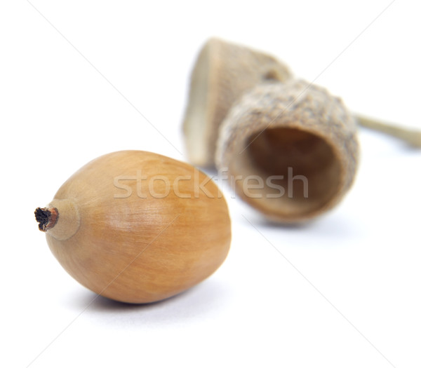 Acorn and Cup Macro Stock photo © frannyanne