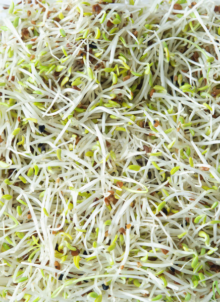 Beansprouts - Alfalfa and Leek Stock photo © frannyanne