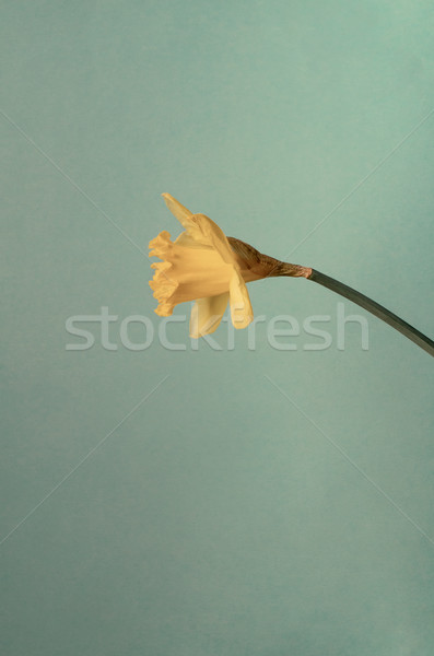 żółty narcyz trzon turkus profil Zdjęcia stock © frannyanne
