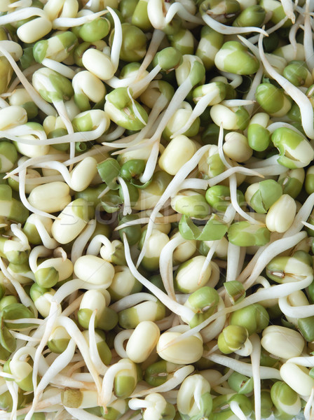 Mung Beansprouts Stock photo © frannyanne