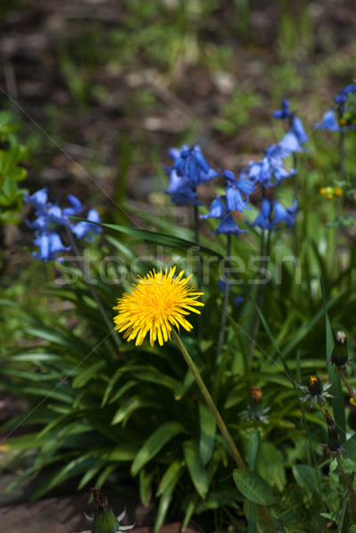 Dandelion and Bluebells  Stock photo © frannyanne