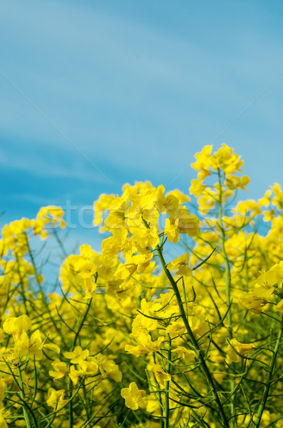 Photo stock: Viol · domaine · fleur · jaune