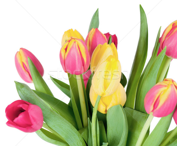 Bright Pink and Yellow Spring Tulips Isolated on White Stock photo © frannyanne