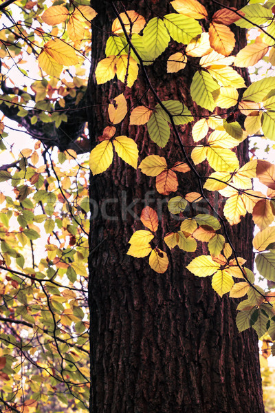 Autumn Leaves Hanging from Tree in Woodland Sunlight Stock photo © frannyanne