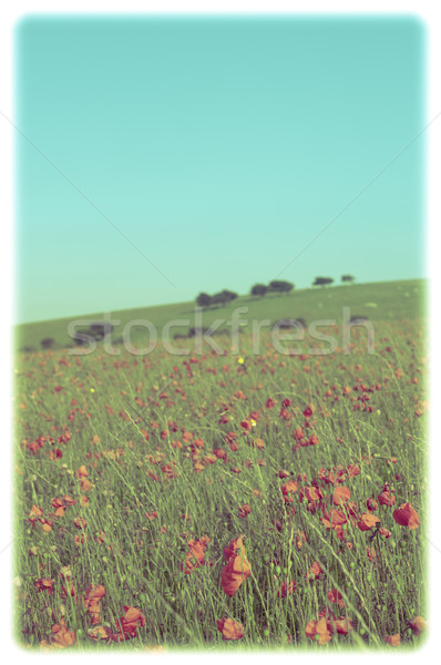 Wild Summer Poppy Field - Retro - Framed Stock photo © frannyanne