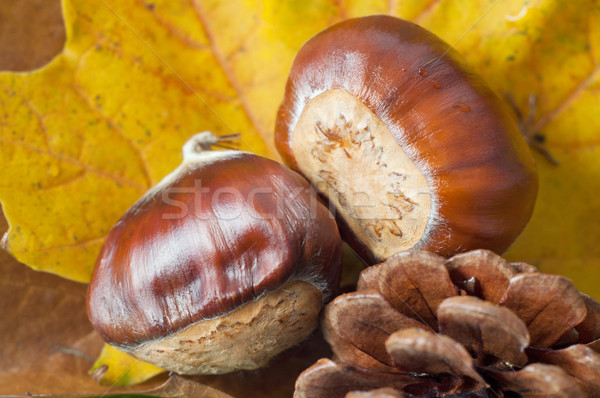 Autum Leaves with Conkers and Fir Cone Stock photo © frannyanne