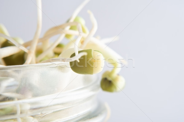 Beansprouts Macro in Glass Jar Stock photo © frannyanne