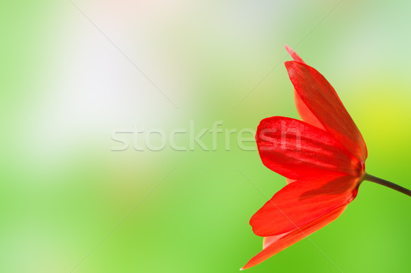 Foto stock: Vermelho · tulipa · primavera · bokeh · vista · lateral
