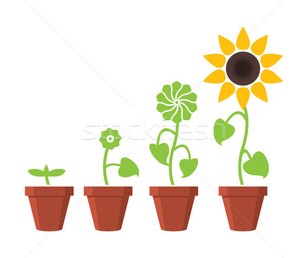 Foto stock: Vector · girasol · planta · crecimiento · resumen · flor