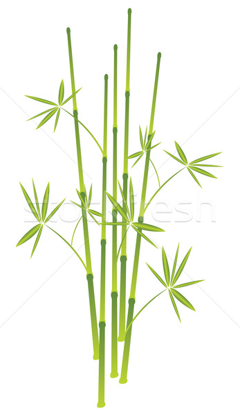 bamboo, vector illustration  Stock photo © freesoulproduction
