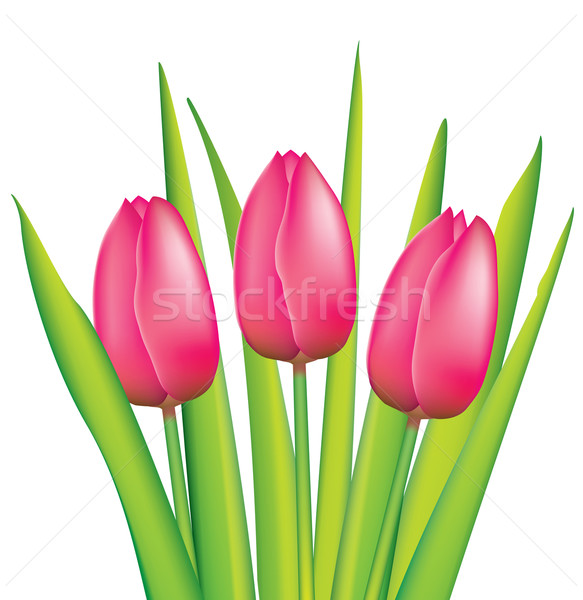вектора · розовый · тюльпаны · весны · природы - Векторная графика ©  freesoulproduction (#1755420) | Stockfresh
