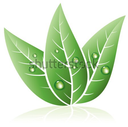 Foto stock: Vector · símbolo · hojas · verdes · gotas · agua · resumen