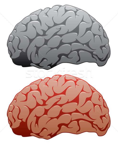 vector set of human brains Stock photo © freesoulproduction