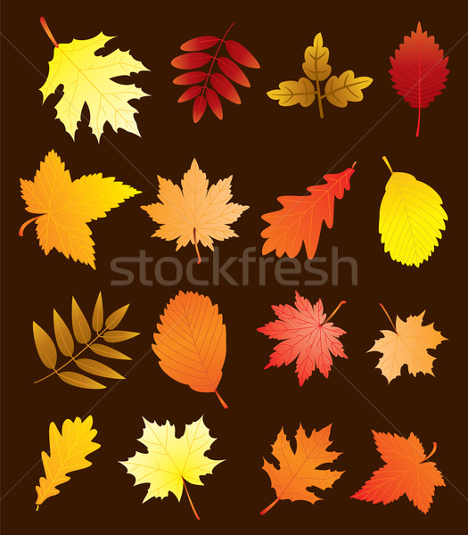 Vector vallen bladeren ingesteld abstract blad Stockfoto © freesoulproduction