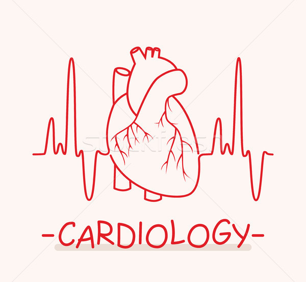 Vektor orvosi szimbólum kardiológia emberi szív Stock fotó © freesoulproduction