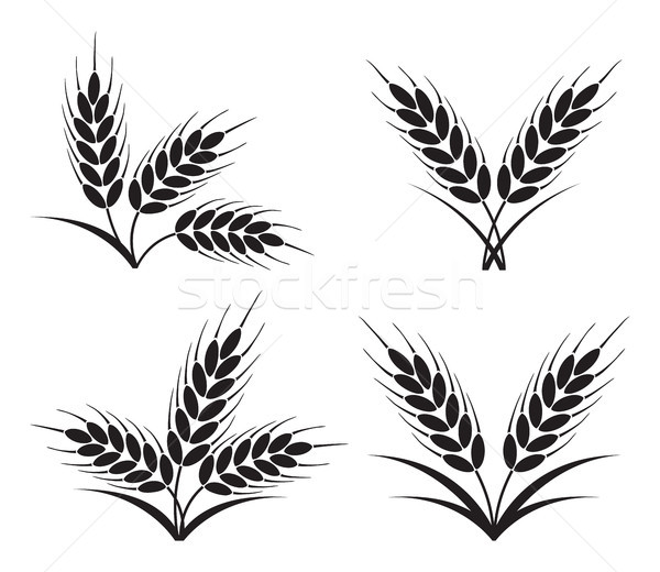 vector bunches of wheat, barley or rye ears Stock photo © freesoulproduction