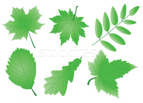 Groene bladeren vector boom abstract achtergrond Stockfoto © freesoulproduction