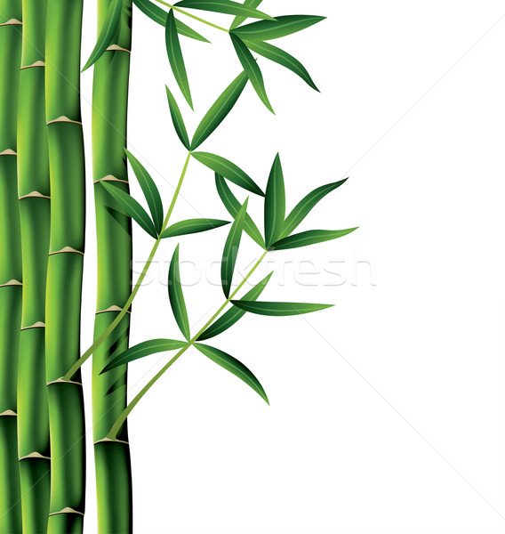 Vektor bambusz ágak fehér absztrakt természet Stock fotó © freesoulproduction