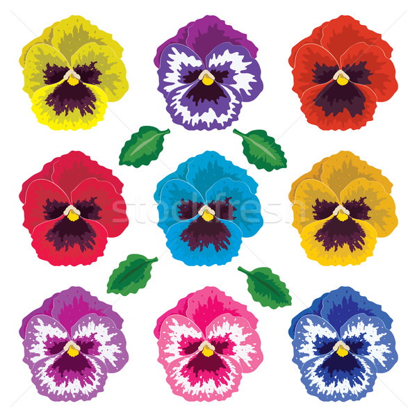 vector collection of pansy flowers and leaves Stock photo © freesoulproduction