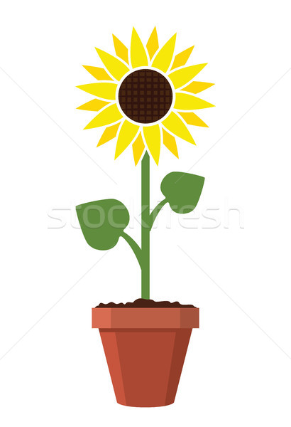 Vector desen animat grădină floarea-soarelui creşte oală Imagine de stoc © freesoulproduction