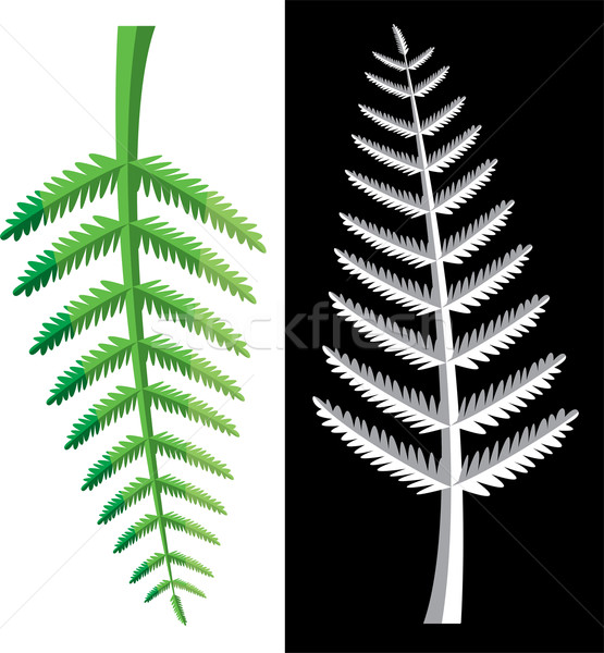 fern leaves Stock photo © freesoulproduction