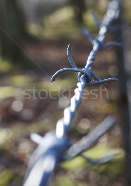Barbed wire Stock photo © Freila