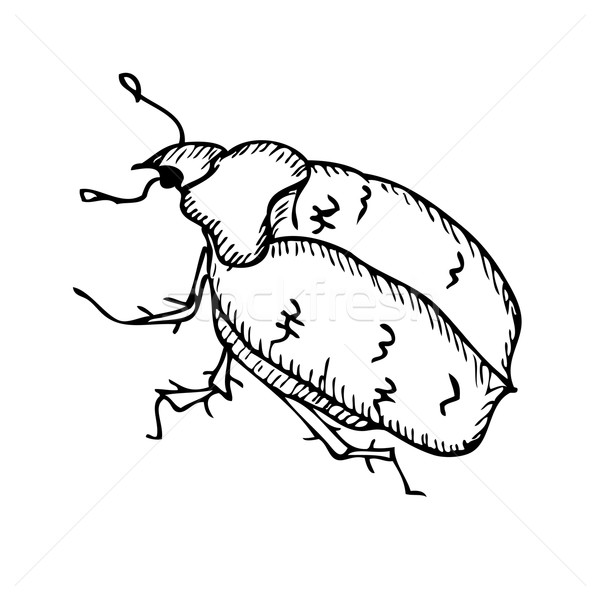 Beetle Stock photo © frescomovie