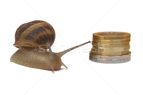 snail Stock photo © frescomovie
