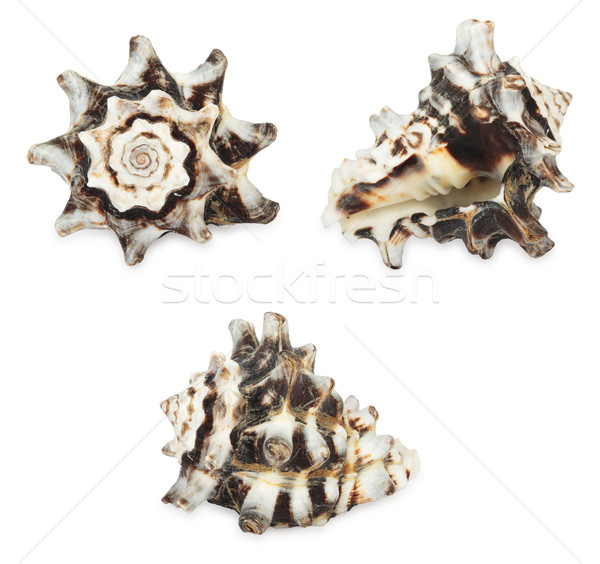 Set of shell. All in focus. High res. Isolated on a white background Stock photo © frescomovie