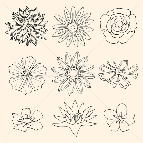 Set of Flower Stock photo © frescomovie