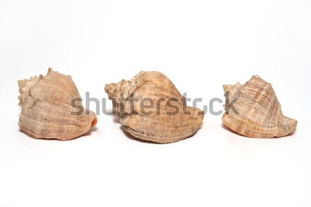 shells Stock photo © frescomovie